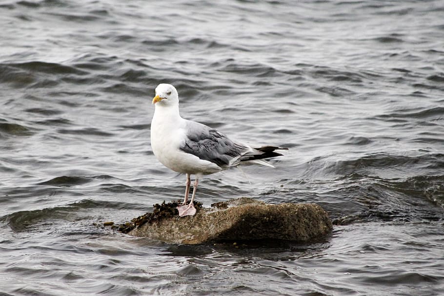 seagull, bird, ocean, atlantic, animal themes, animals in the wild HD wallpaper