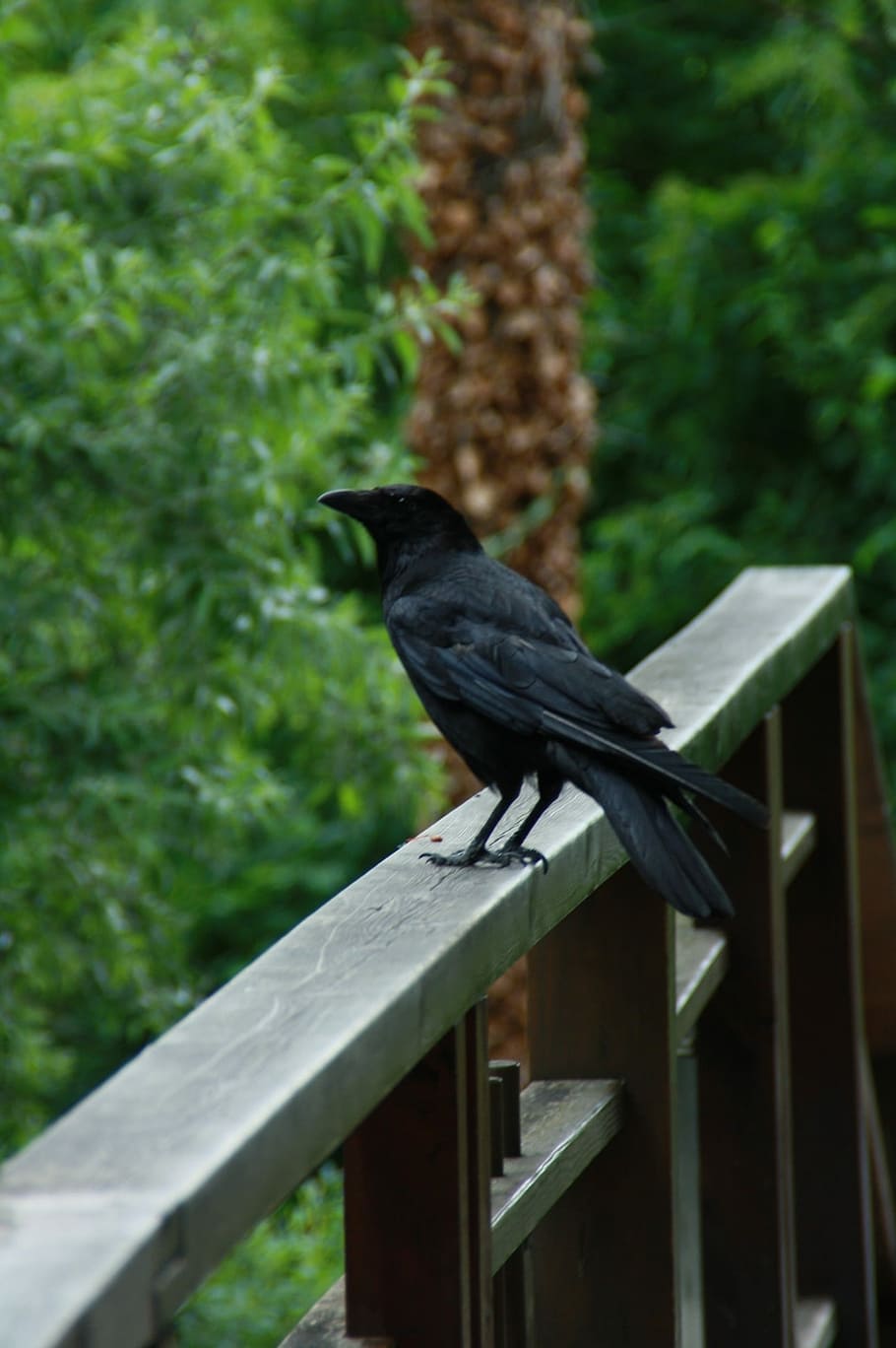 Ravens wood. Вороны. Дикий ворон. Ворона на дереве. Ворона из дерева.