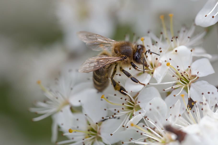 bee, spring, pollination, blossom, bloom, insect, close, macro HD wallpaper