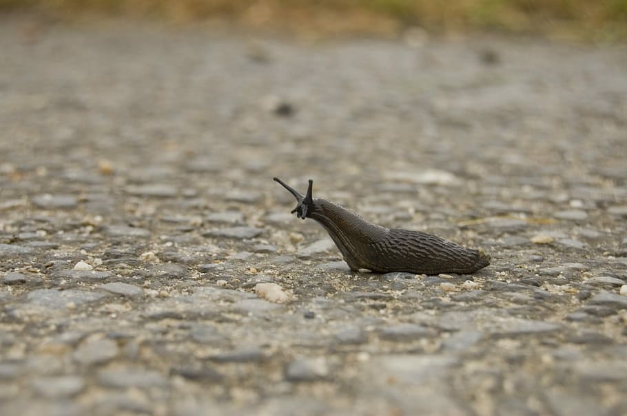 Snail, Away, Slug, one animal, animals in the wild, animal themes HD wallpaper