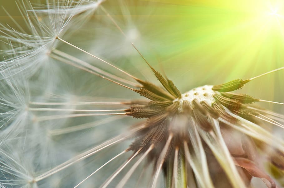 white dandelion closeup photography, spring, summer, seeds HD wallpaper