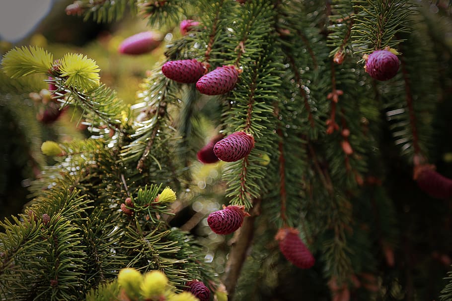 tree, nature, forest, landscape, branch, plant, close-up, pine tree HD wallpaper