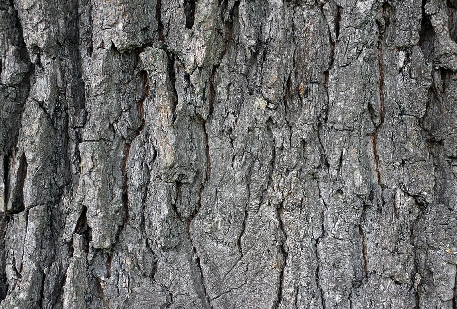 bark, wood, tree, log, tree bark, structure, background, texture HD wallpaper