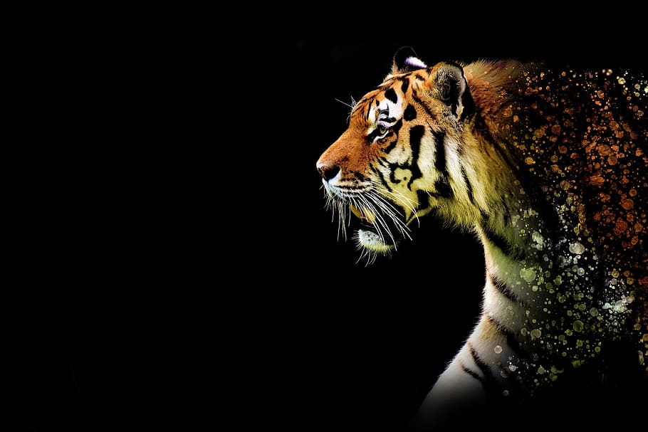 tiger painting, large, discreet, epic, animal, wildkatzte, predator HD wallpaper
