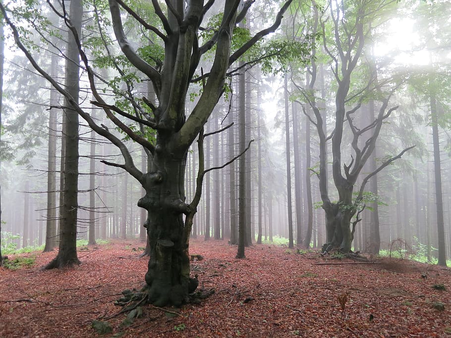 Forest, Tree, Sun, nature, fog, mist, woodland, autumn, branch HD wallpaper