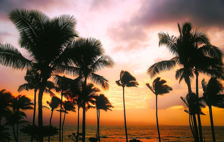 silhouette of coconut palm trees near body of water during golden hour HD wallpaper