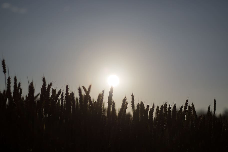 moon, moonlight, field, night, dark, landscape, scene, shine HD wallpaper