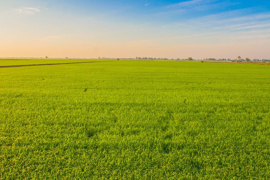 grass field photography, rice, image view, cornfield, farmland HD wallpaper