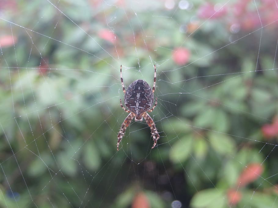 spider, web, spider web, nature, insect, spiderweb, arachnid HD wallpaper