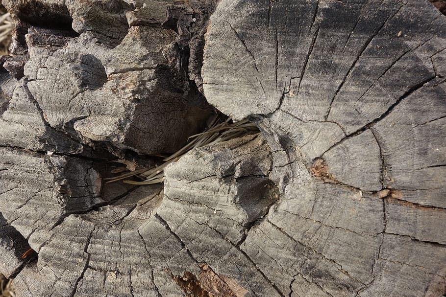 tree, wood, pattern, nature, wood - Material, backgrounds, brown HD wallpaper