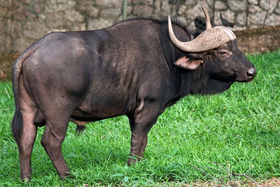 Wild Buffalo, Gaur, wildlife, animal, bull, big, forest, zoo