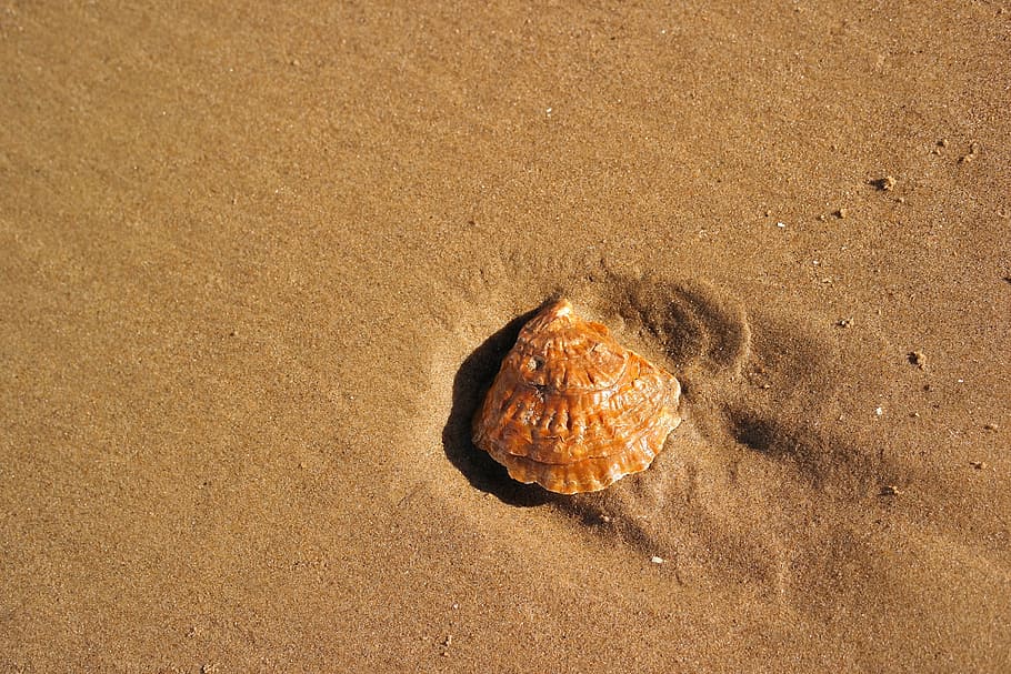 beach, seashell, sand, beach sand, nature, summer, animal Shell HD wallpaper