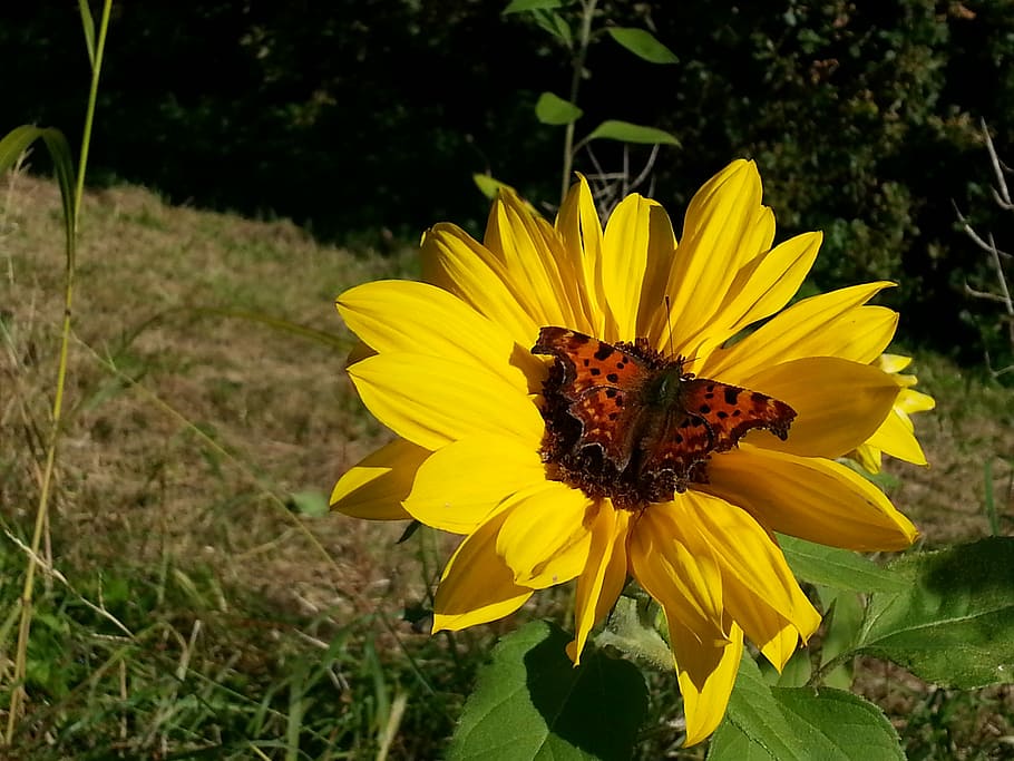 Sunflower, Butterfly, Summer, yellow, petal, fragility, plant HD wallpaper
