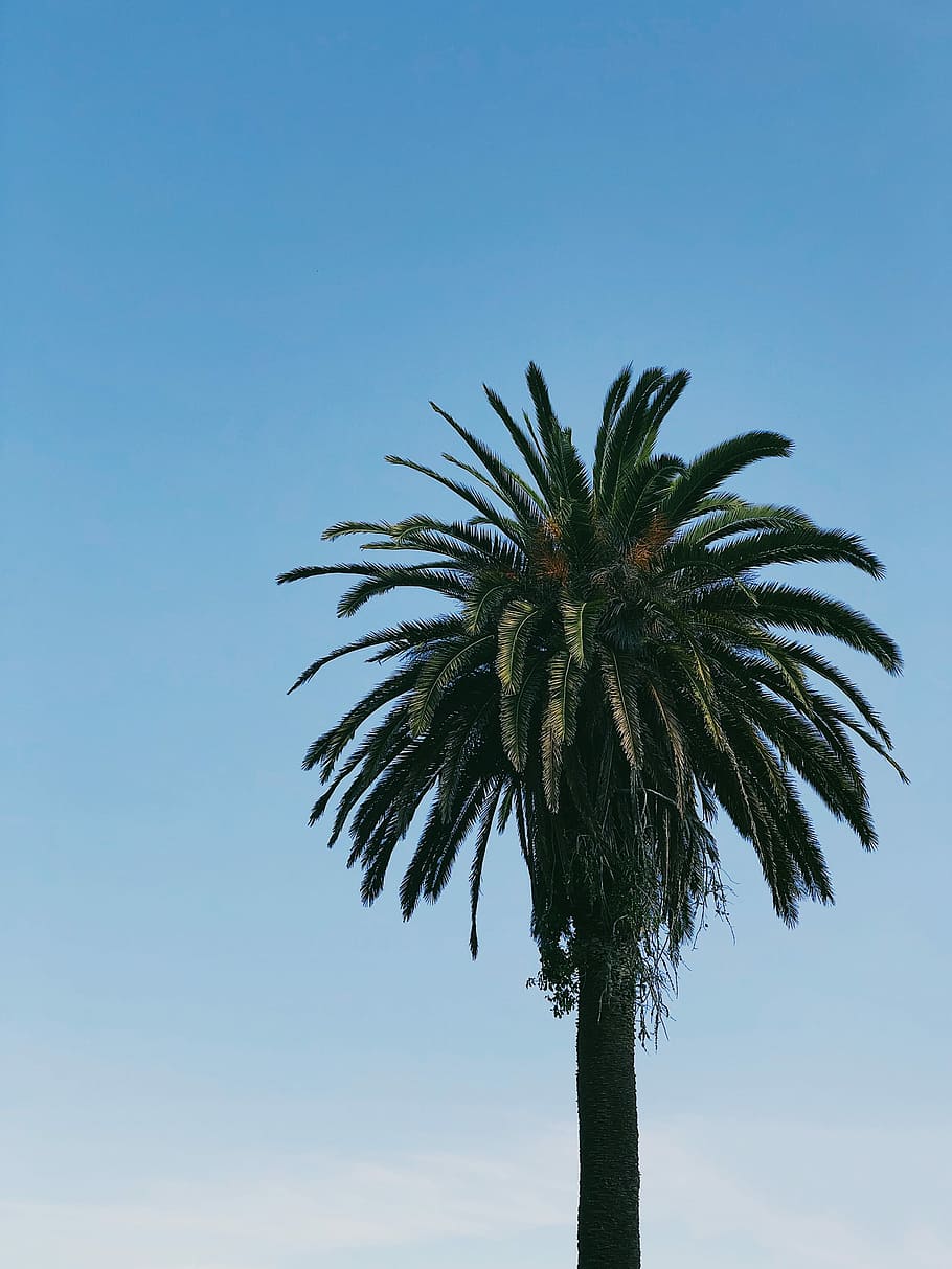 photo of green palm tree, Coconut tree, blue, sky, coast, low angle view HD wallpaper