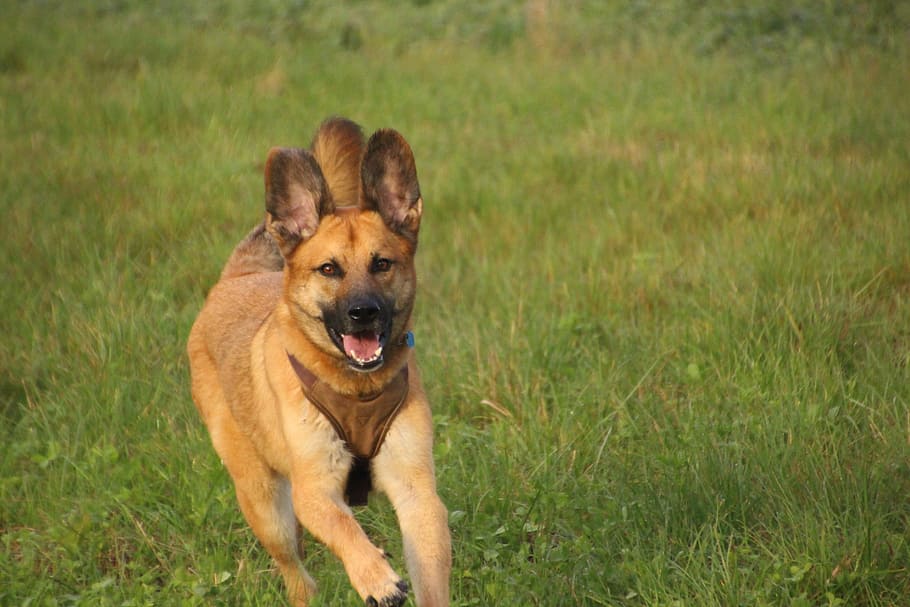 dog, rennend, running dog, meadow, motion recording, big dog HD wallpaper