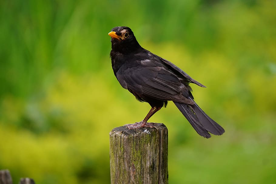 black bird standing on brown branch, blackbird, tree, fence, yellow