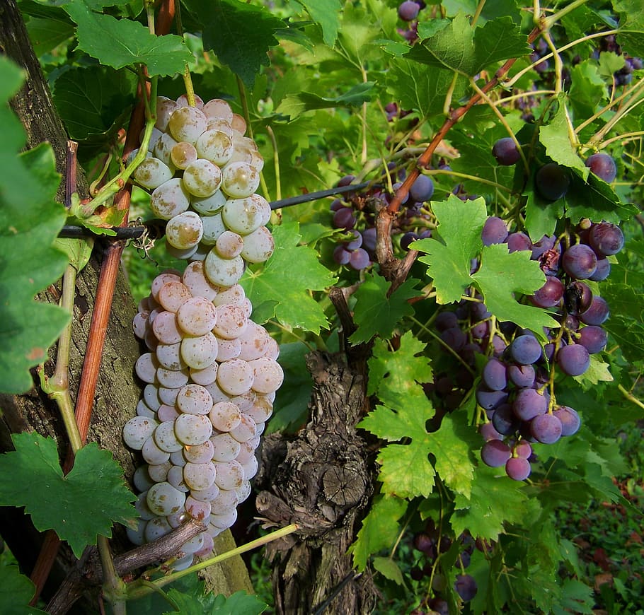 Grape, Fruit, White, Blue, Grapes, white-blue grapes, agriculture HD wallpaper