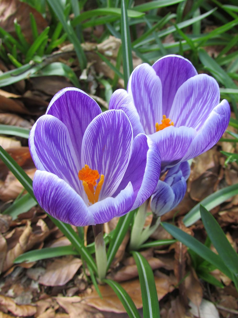 Spring Forward, Flower, nature, crocus, plant, springtime, purple HD wallpaper