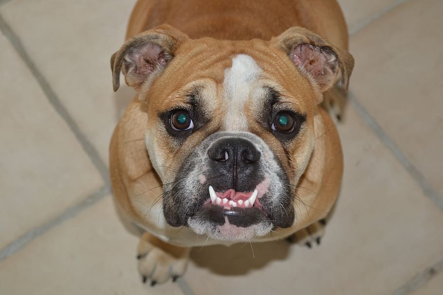 canine teeth, bulldog, english bulldog, pet, animal, one animal, HD wallpaper