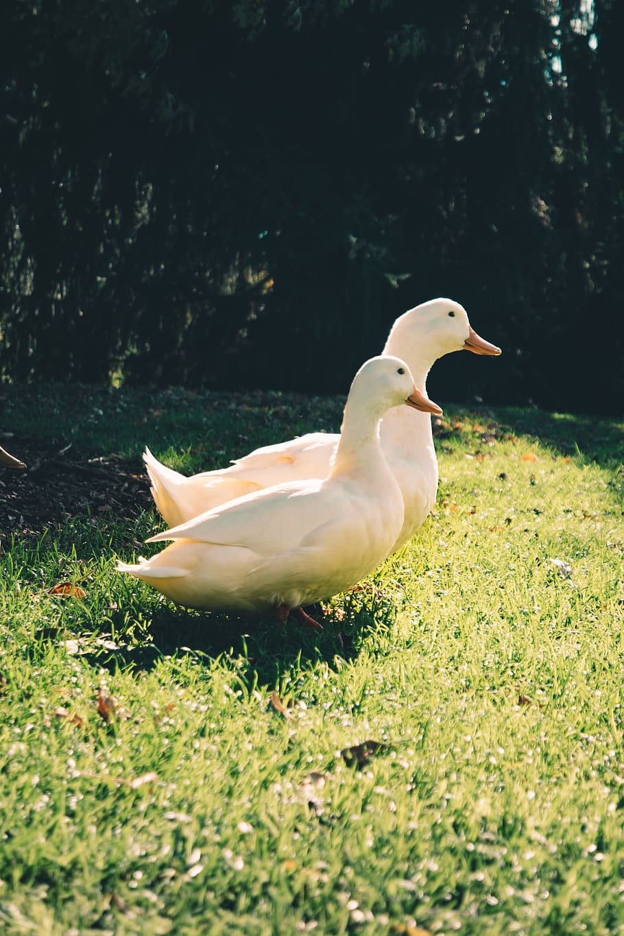 Two White Ducks on Green Grass Field, animals, beaks, close-up HD wallpaper