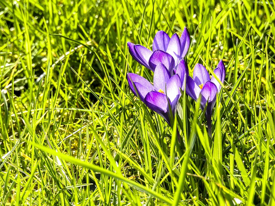 crocus, flower, blossom, bloom, plant, nature, flowering plant HD wallpaper
