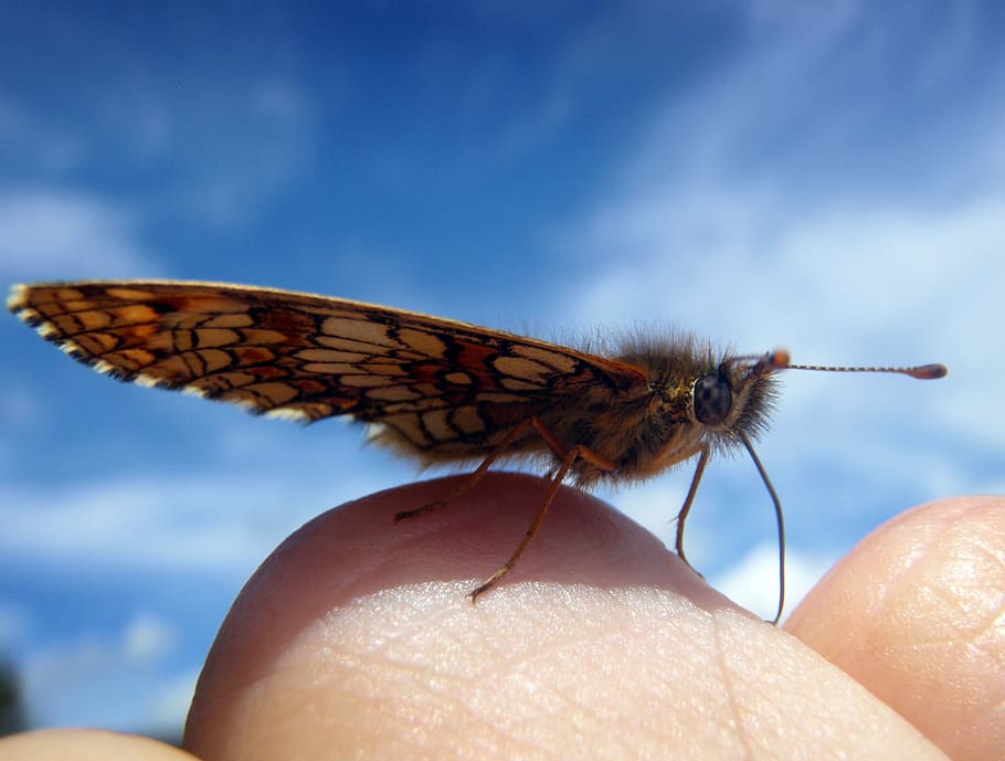 butterfly, small, hand, break, rest, sky, close, macro, insect HD wallpaper