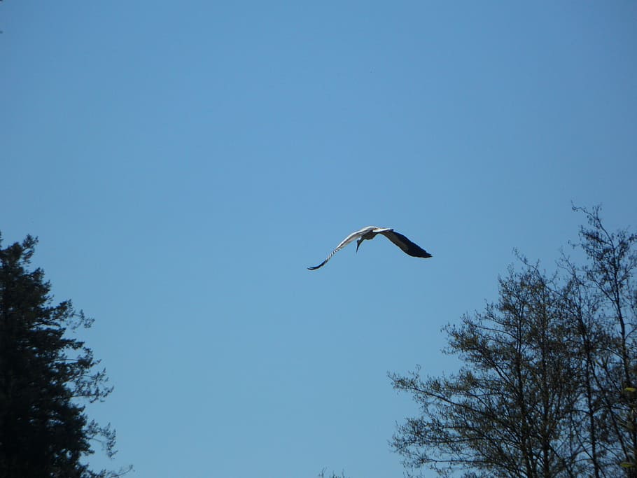stork, fly, bird, sky, migratory bird, spring, return, bird flight HD wallpaper