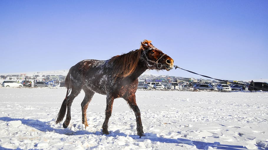 horse, race horse, mongolian, speed, horse racing, horse race, HD wallpaper