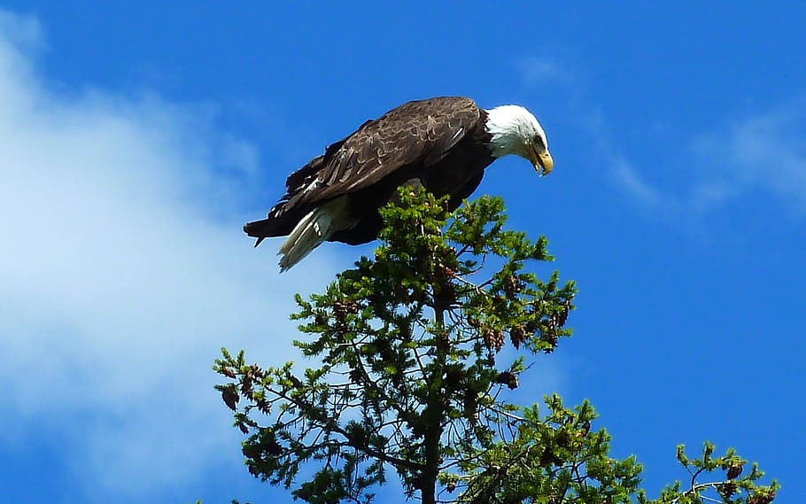 Bald Eagles, Bird, Fly, Wings, Feather, wildlife, beak, dom HD wallpaper