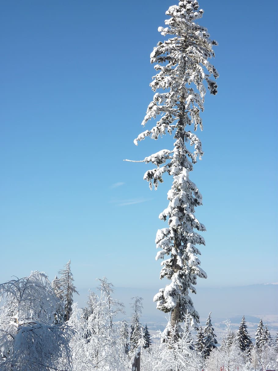 snow, tree, winter, wintry, fir, cold, winter mood, snowy, cold temperature HD wallpaper