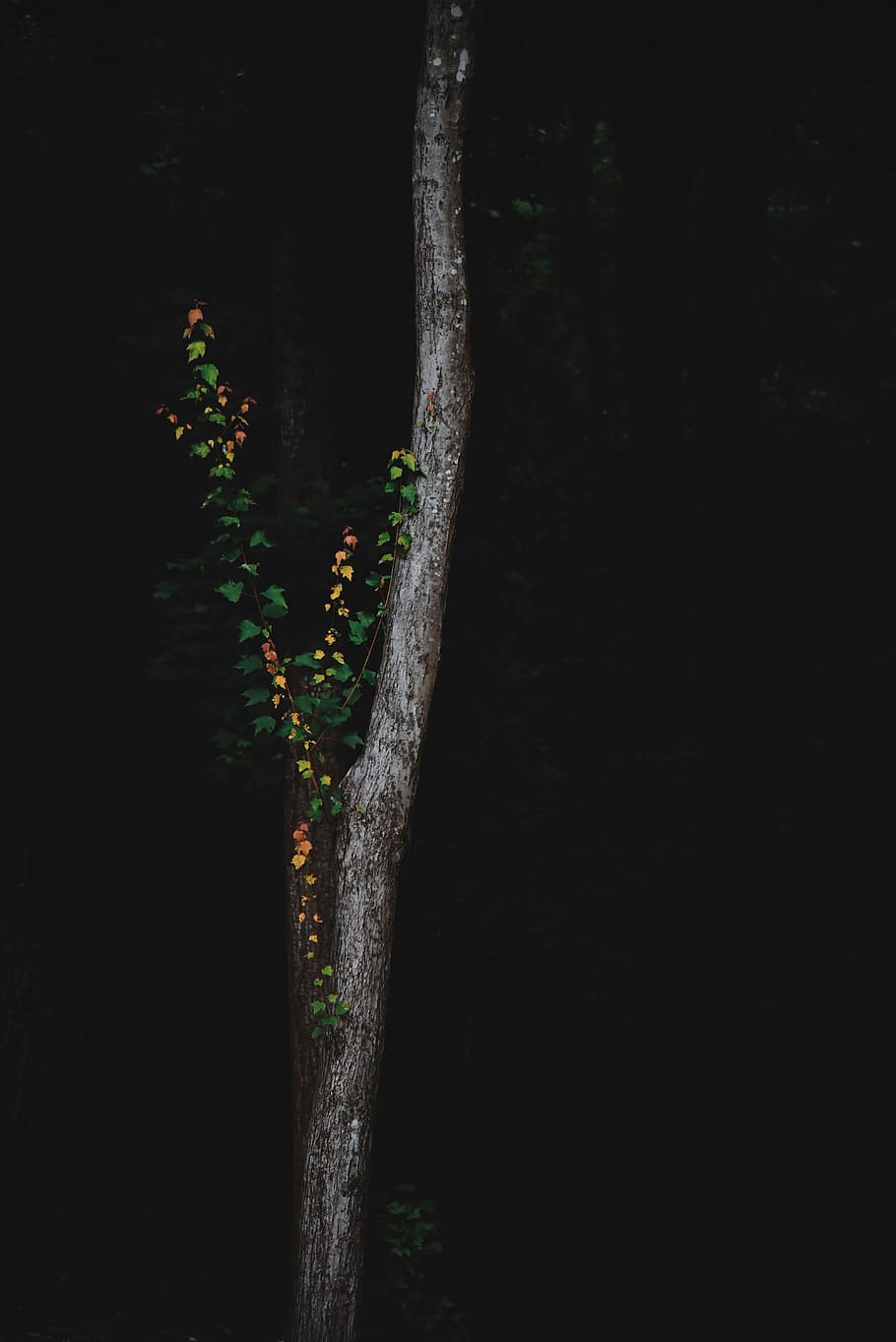 silhouette of green tree, green tree, trunk, leaves, dark, forest HD wallpaper
