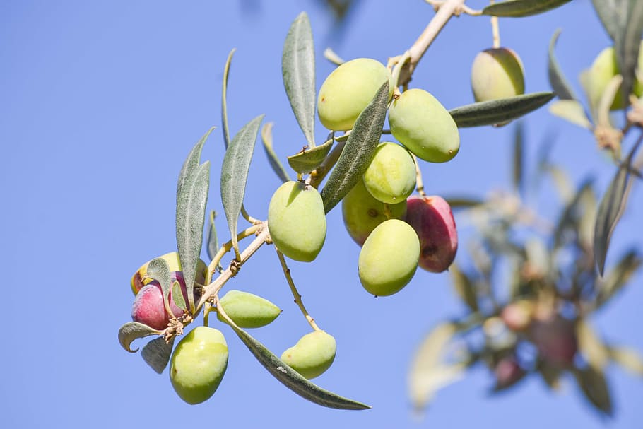 close-up photo of small green fruit, Olive, Tree, Nature, Oil HD wallpaper
