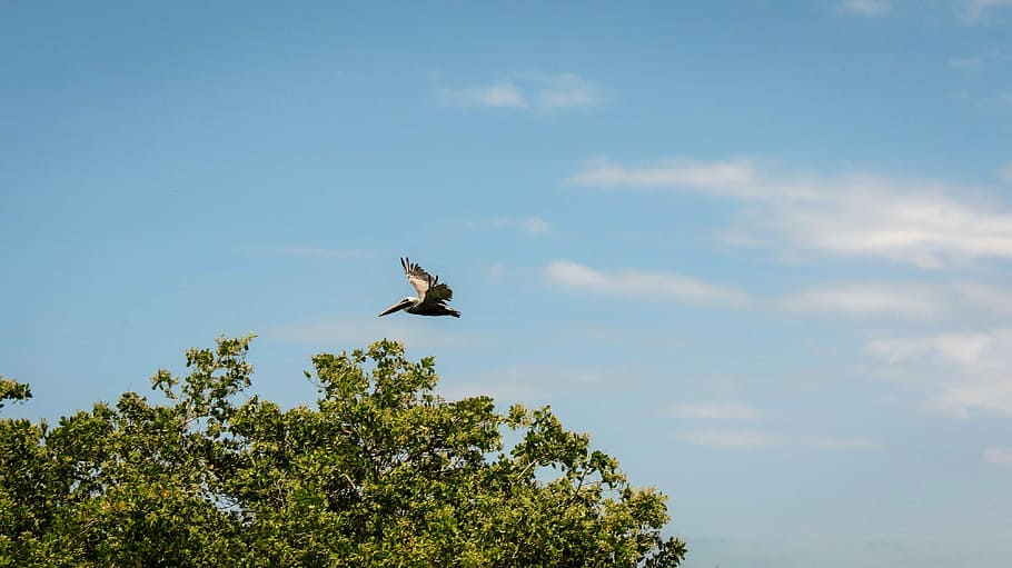 bird flying on sky, gray bird flying in the sky during daytime HD wallpaper