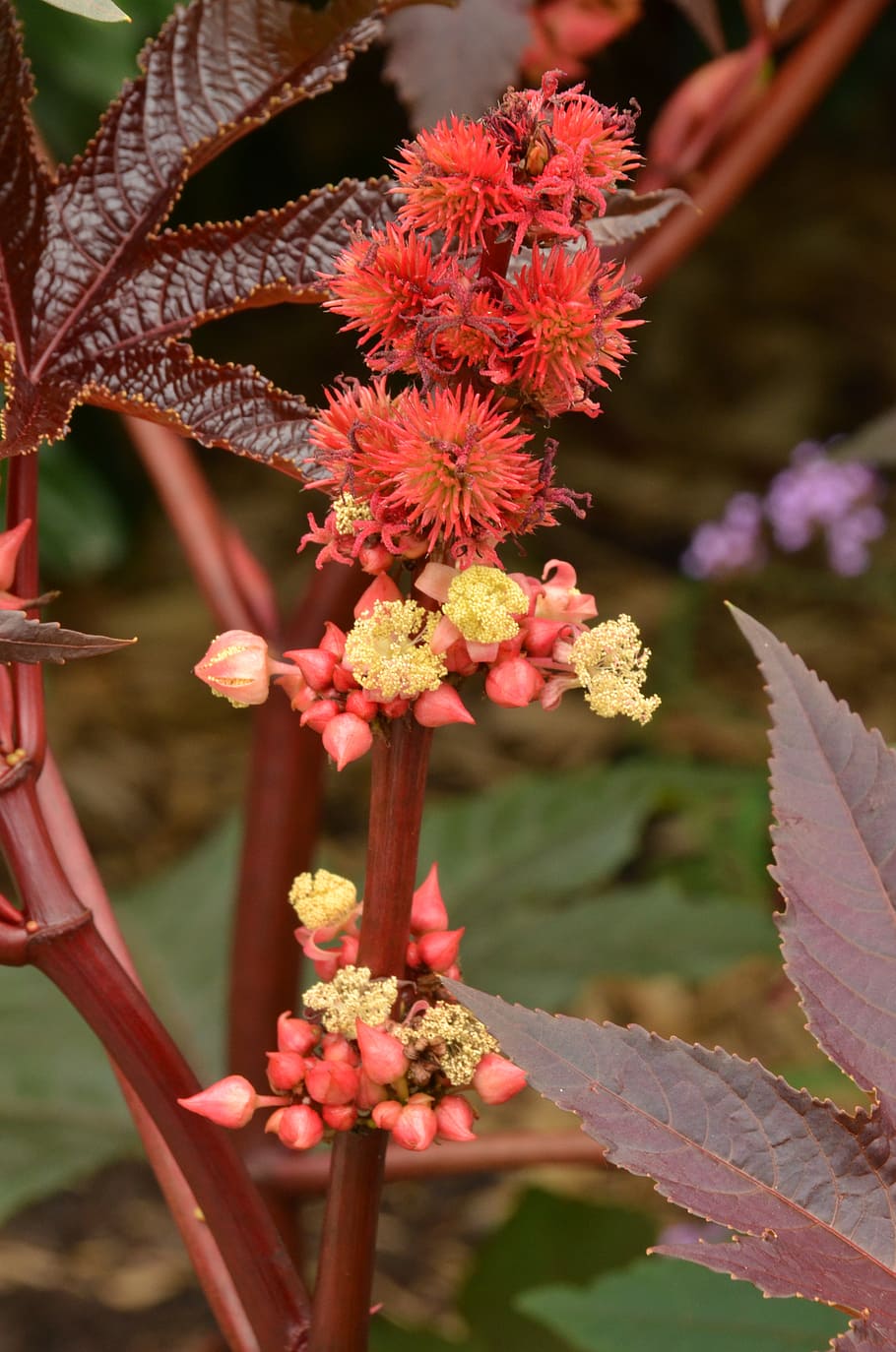 flower, button, sheet, plant, flora, red, yellow, lint, pestle HD wallpaper