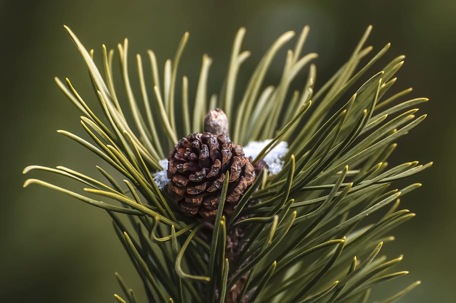 pine cone, pine needles, pinecone, macro, green, plant, close-up, HD wallpaper