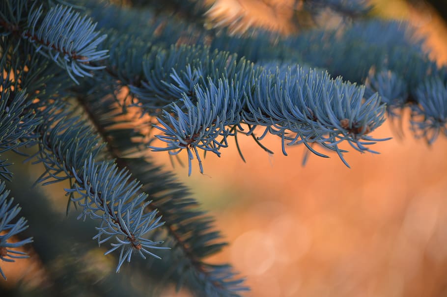 Needles, Fir, Tree, Orange, Branch, Pine, nature, evergreen HD wallpaper