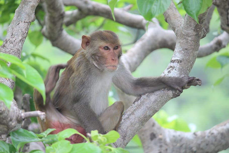 Monkey, Alone, Hungry, Thirsty, looking, mammal, animal, wildlife HD wallpaper