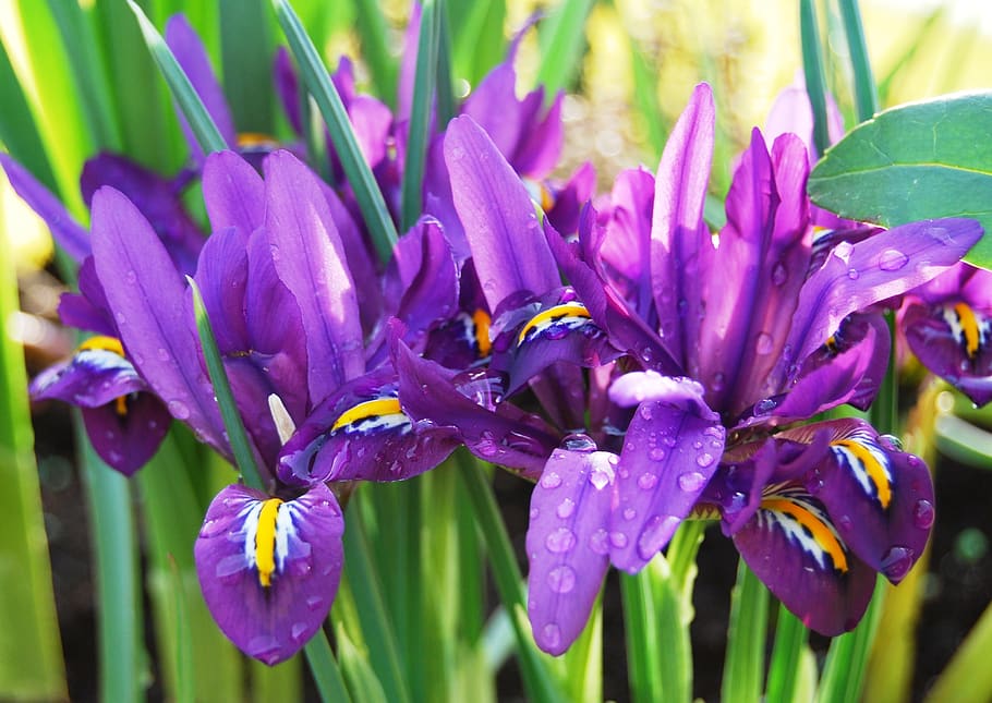 iris, raindrop, flower, blossom, bloom, drip, purple, flower rain HD wallpaper
