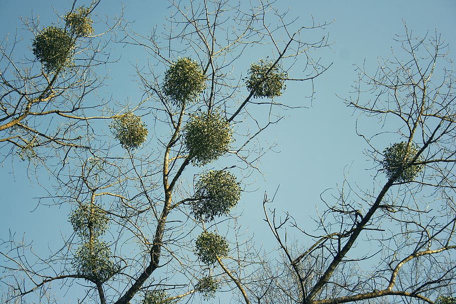 Mistletoe, Tree, Nature, Green, trees, environment, leaf, woods HD wallpaper
