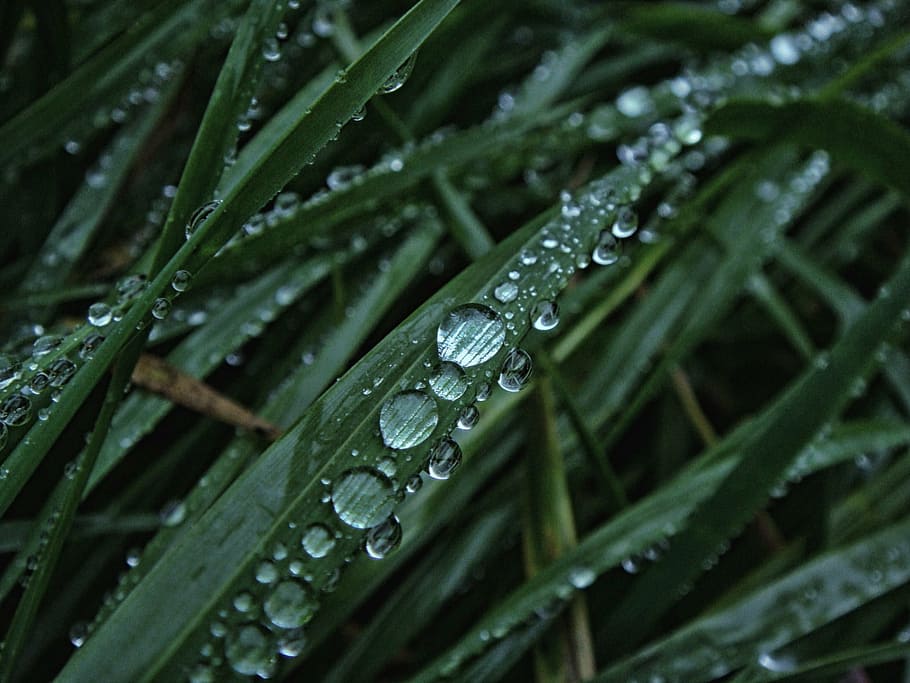 drop, grass, fresh, green, wet, green color, water, plant, rain HD wallpaper