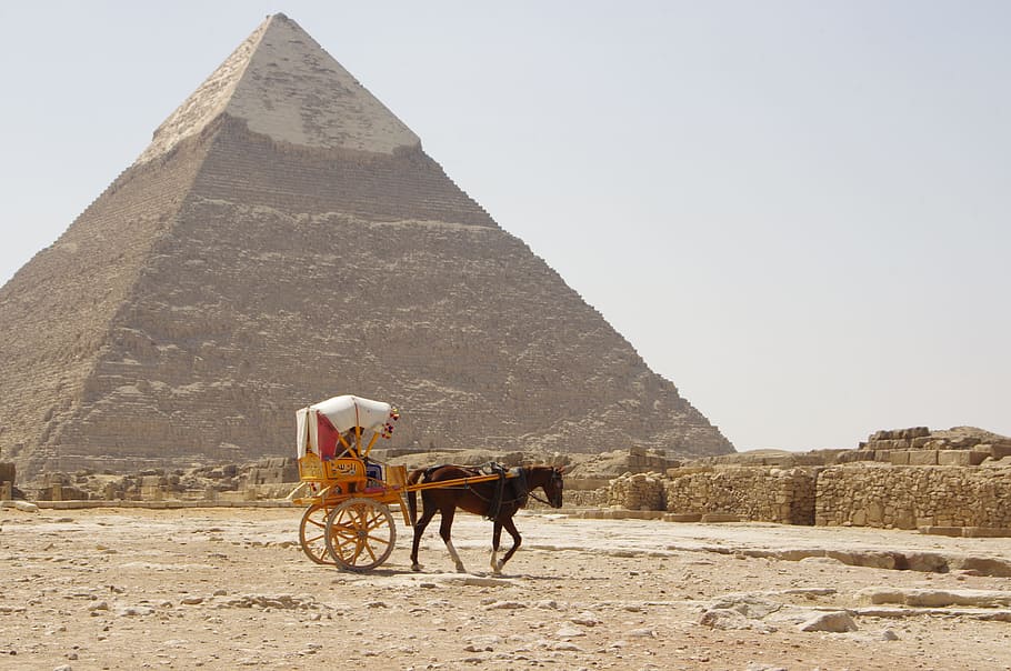 camel, desert, pyramid, pharaonic, sand, travel, domestic animals HD wallpaper