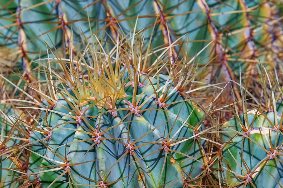 closeup photo of ball cacti, cactus, devil's pin cushion, ferocactus, HD wallpaper