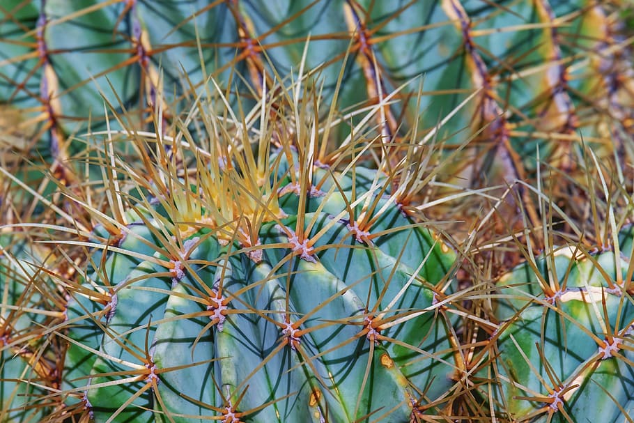closeup photo of ball cacti, cactus, devil's pin cushion, ferocactus HD wallpaper