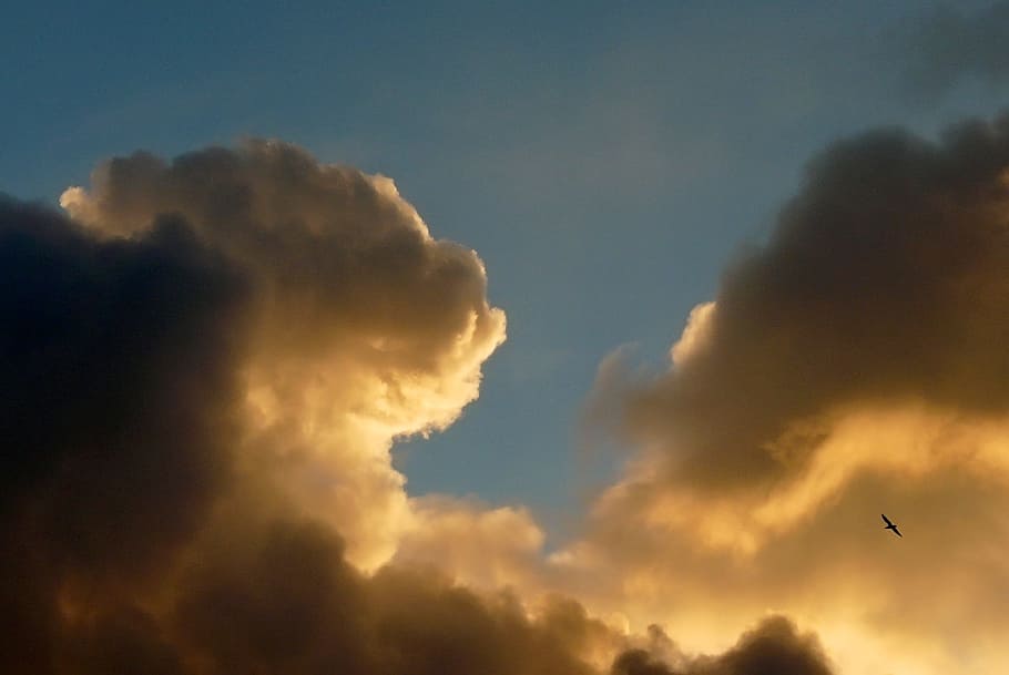 clouds, storm clouds, sunset, sky, bird, seagull, contrast HD wallpaper