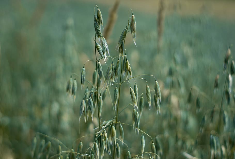 Oats, Corn, Field, Agriculture, green, tillage, grains, nature HD wallpaper