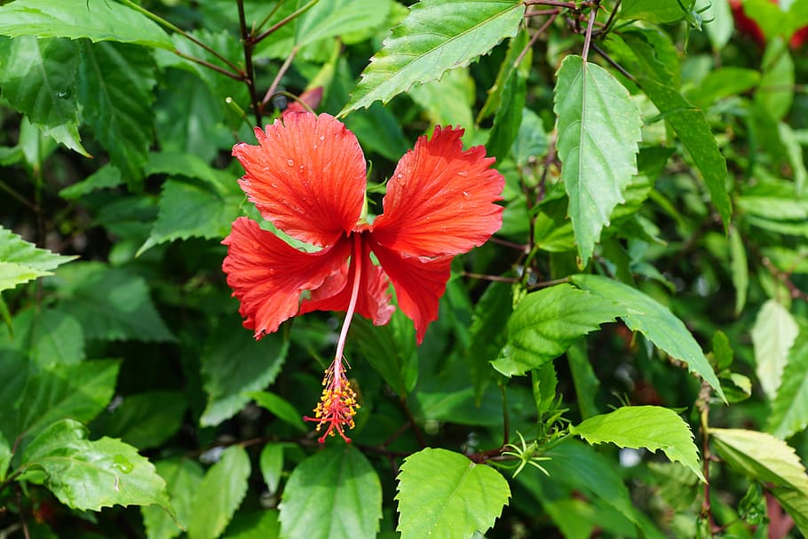 hibiscus, flower, red, spring, fragrance, aroma, perfume, active substance