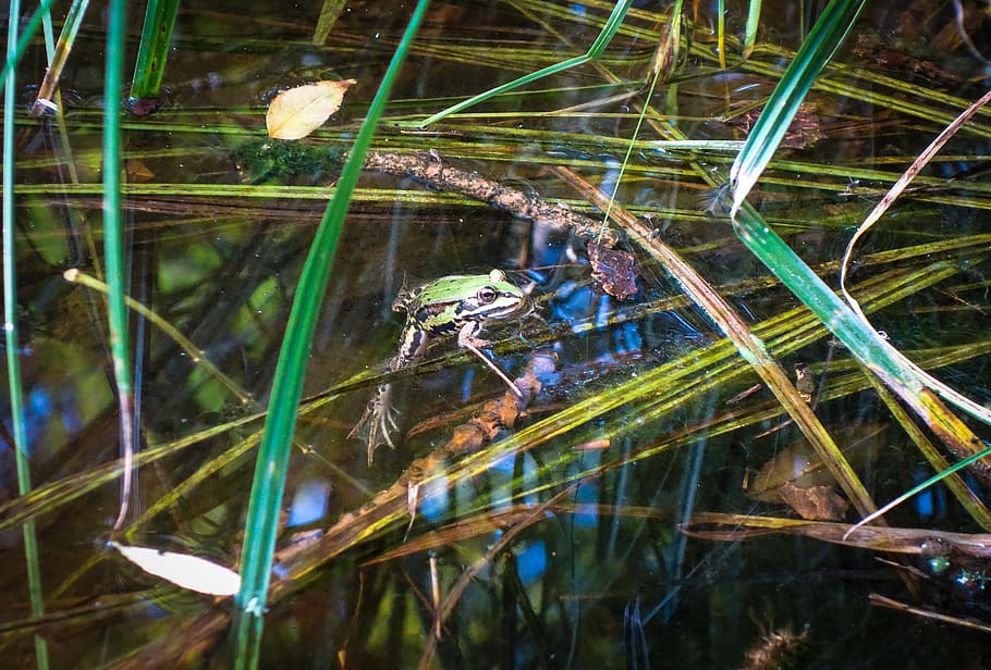 frog, toad, tree frog, pond, pools, water, reed, grass, frog in the water HD wallpaper