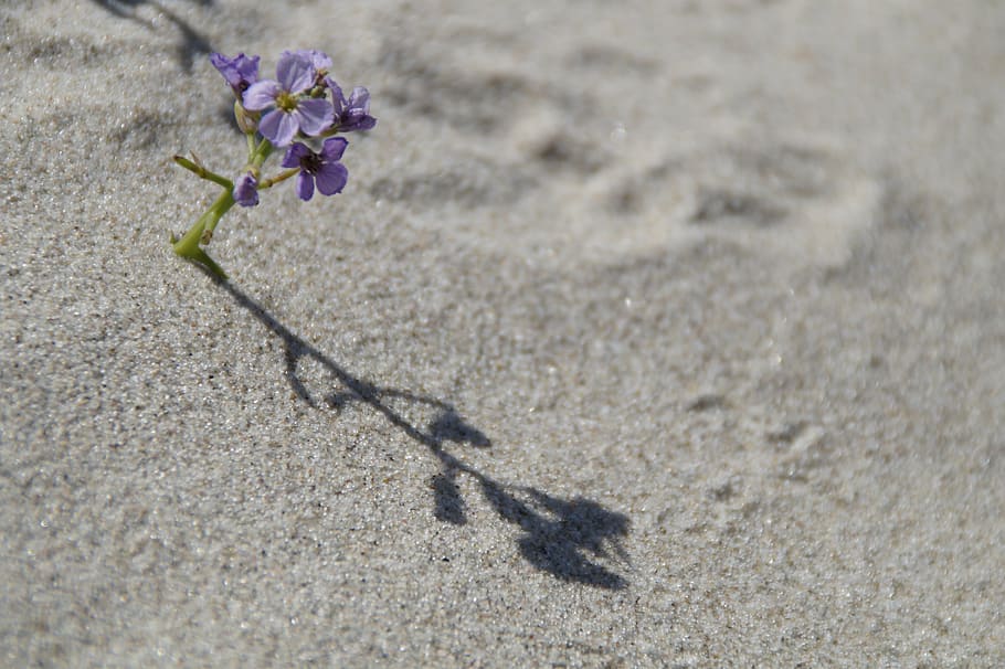 sand, beach, vegetation, flora, flower, small, lonely, shadow HD wallpaper