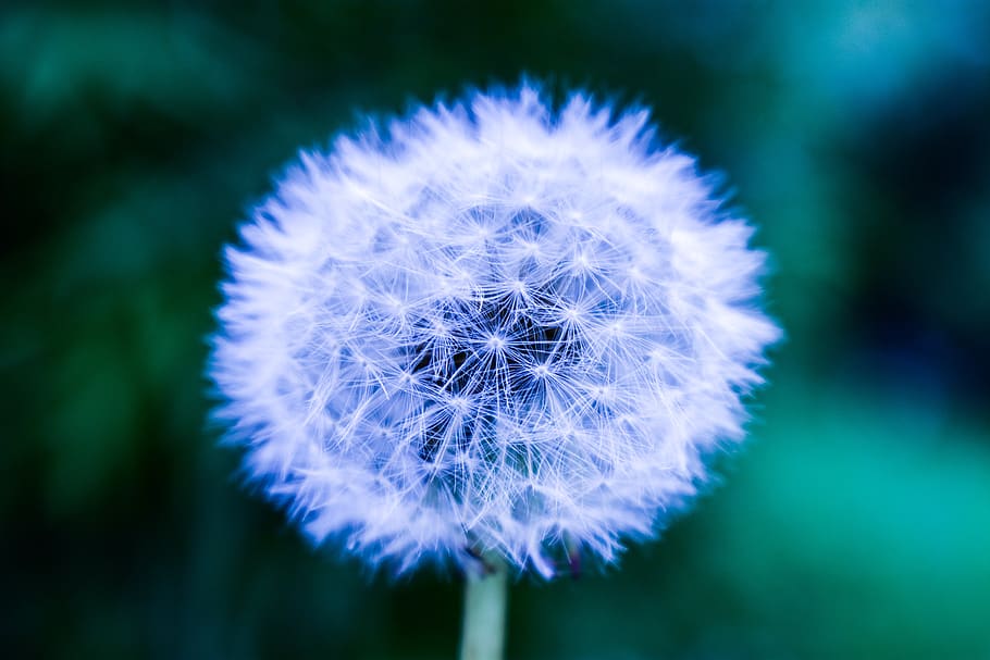 dandelion, approach, flower, freshness, flowering plant, vulnerability HD wallpaper