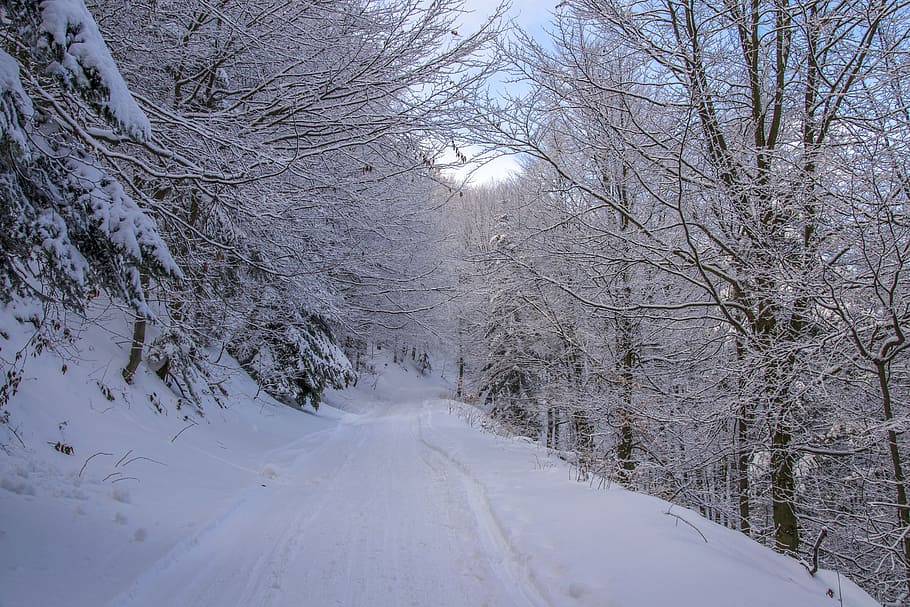 cold, snow, road, landscape, branches, forest, zing, frost, frosty HD wallpaper